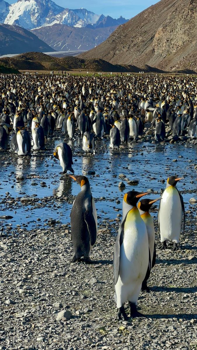 Penguins ice