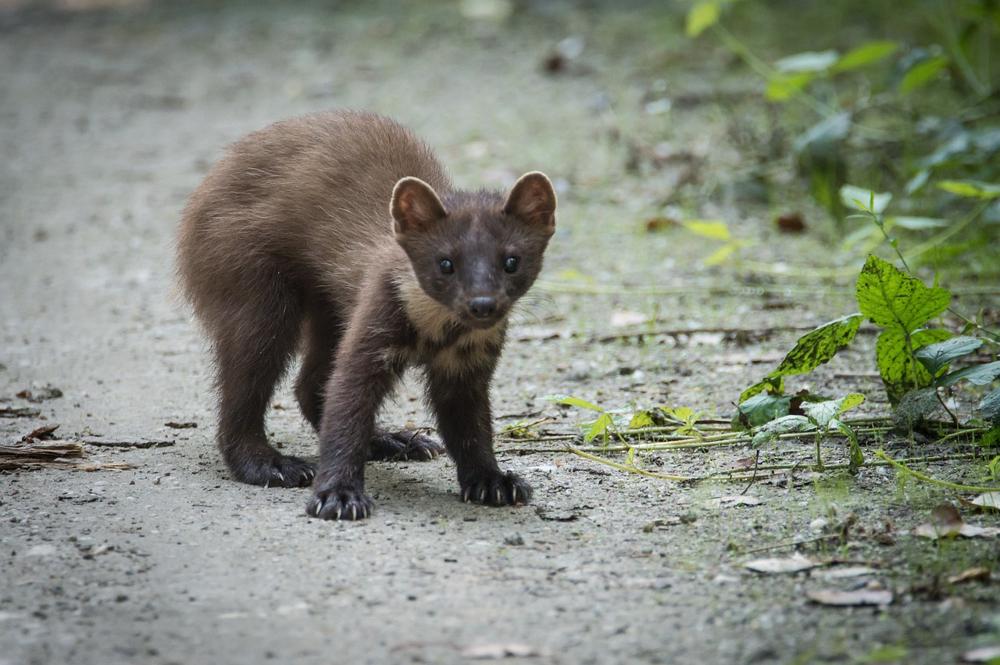 Pine marten
