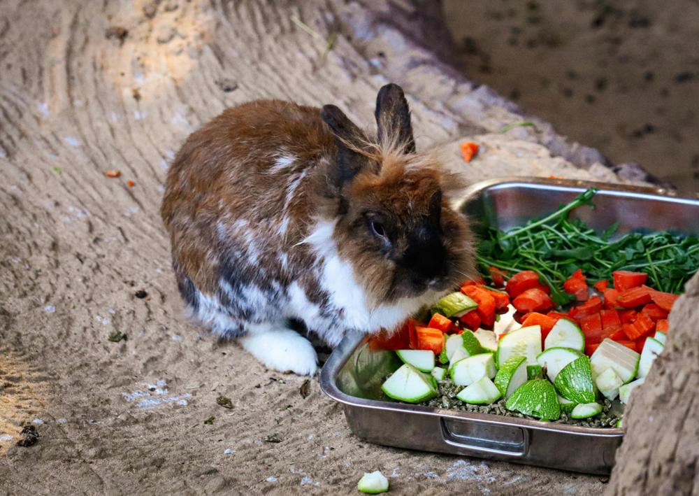 Rabbit eating