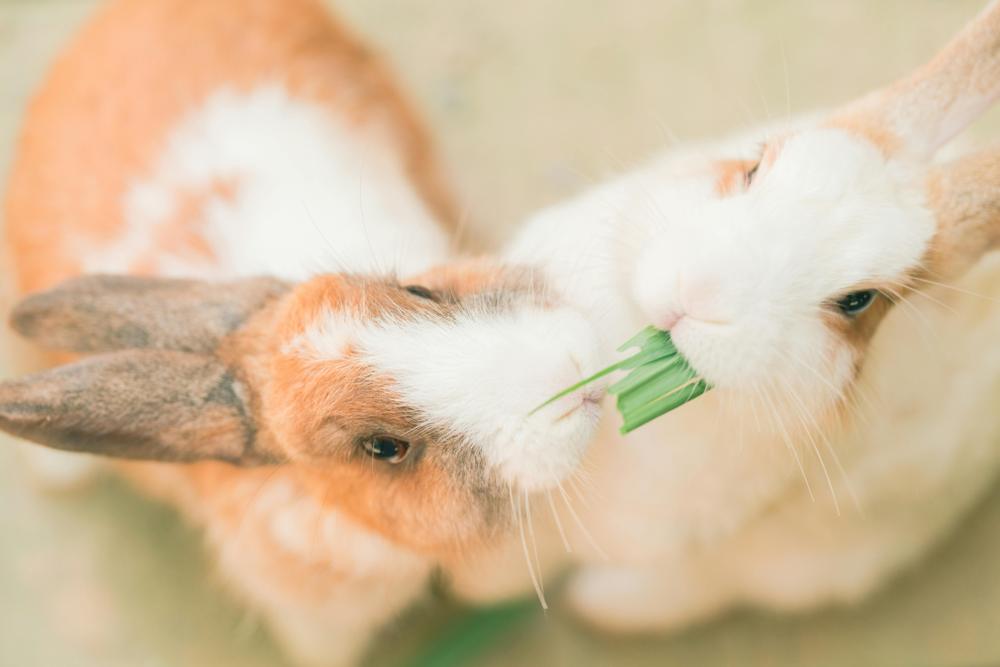 Rabbit eating