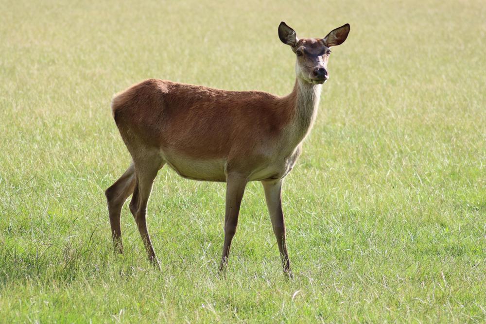 Roe deer
