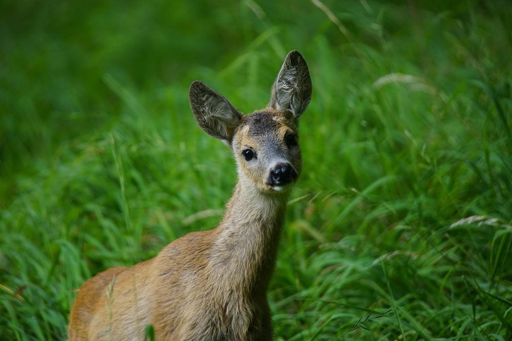 Roe deer