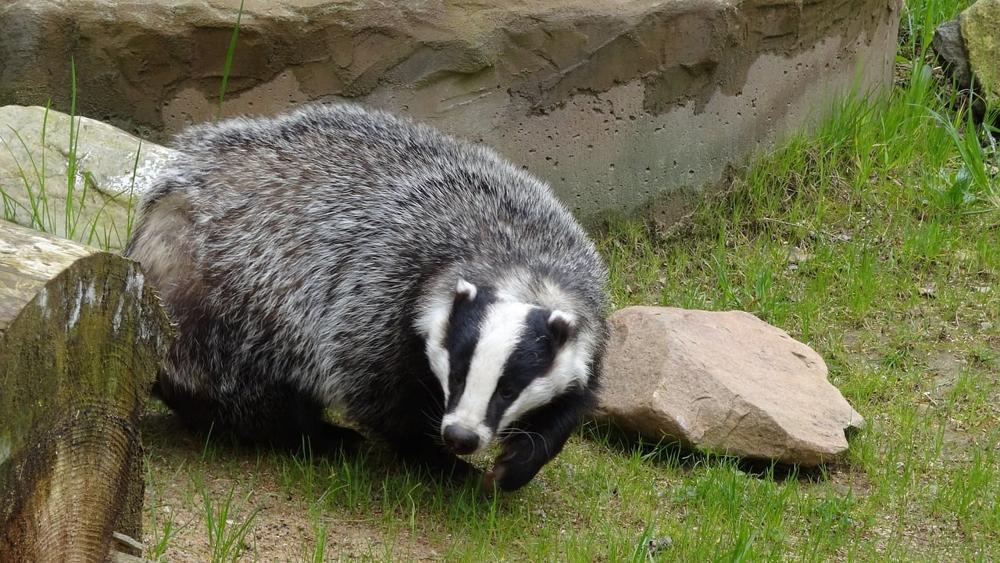 Snow badger