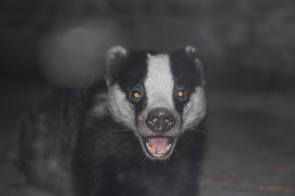Snow badger