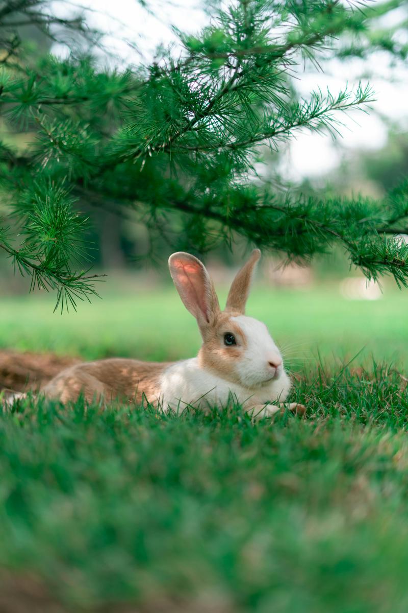 Spring animals