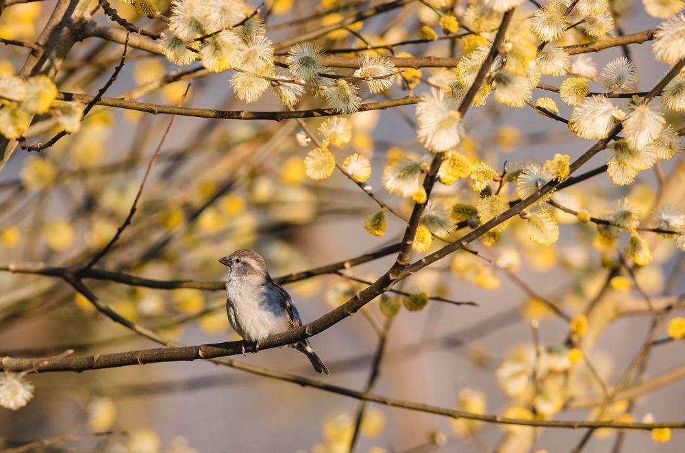 Spring animals