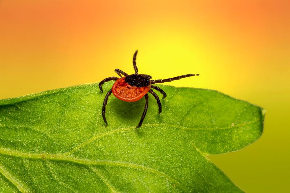 Tick removal