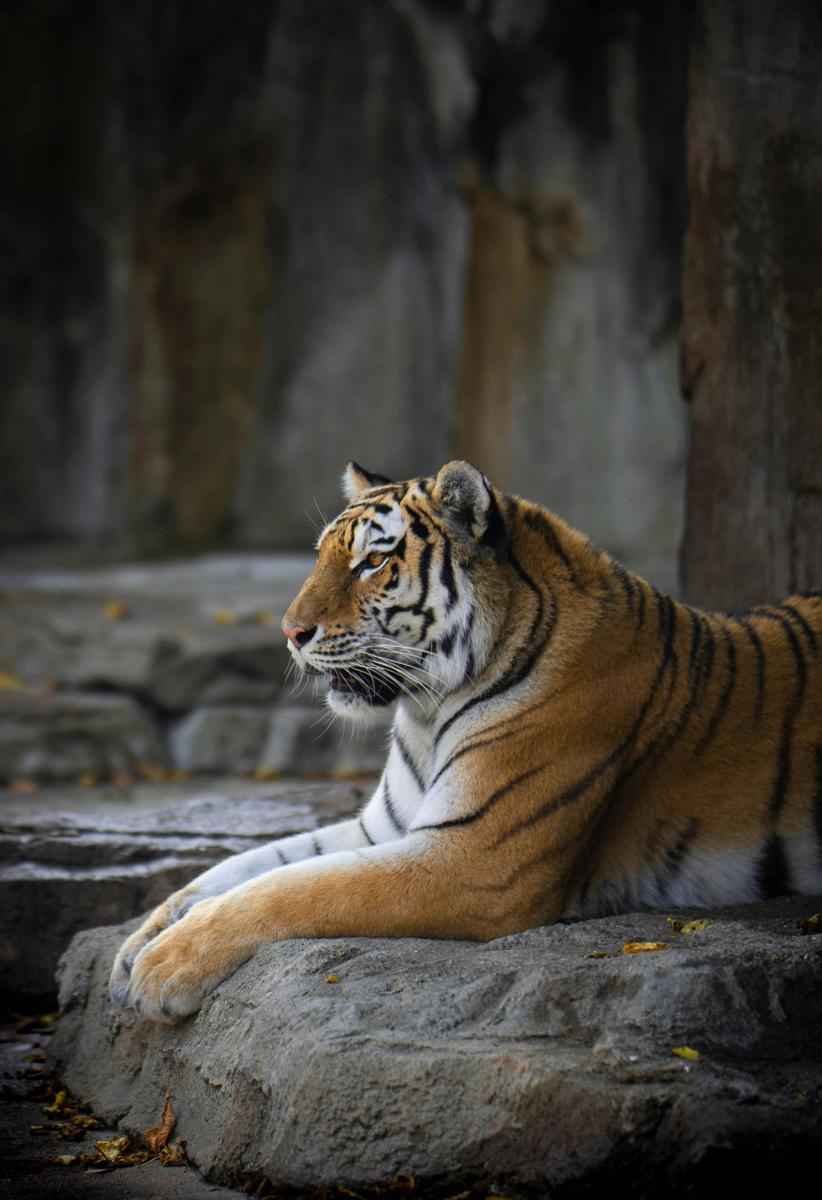 Tiger wildlife