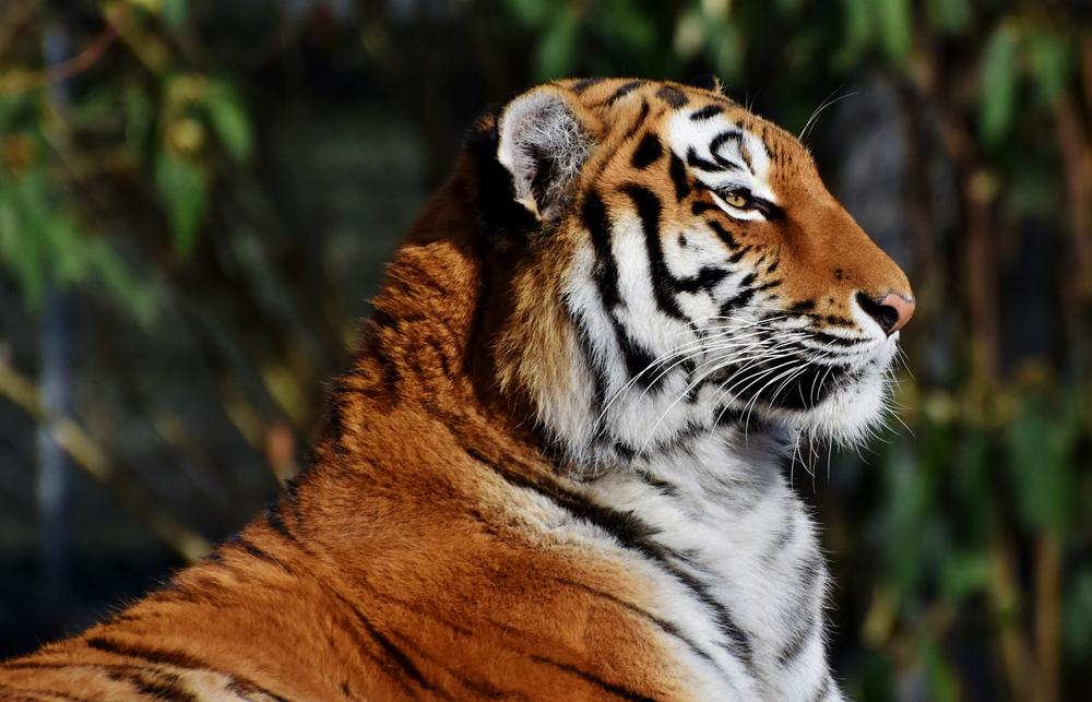 Tiger wildlife