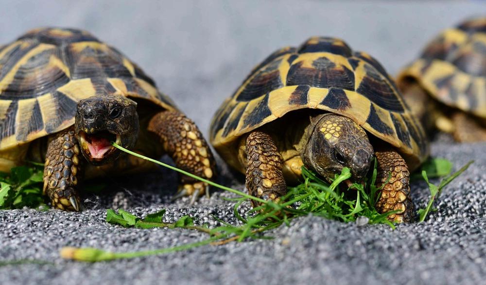 Tortoise shell