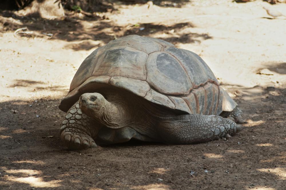Tortoise shell