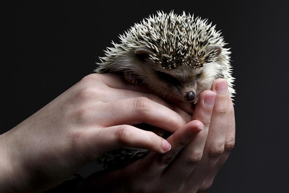 Wild hedgehog