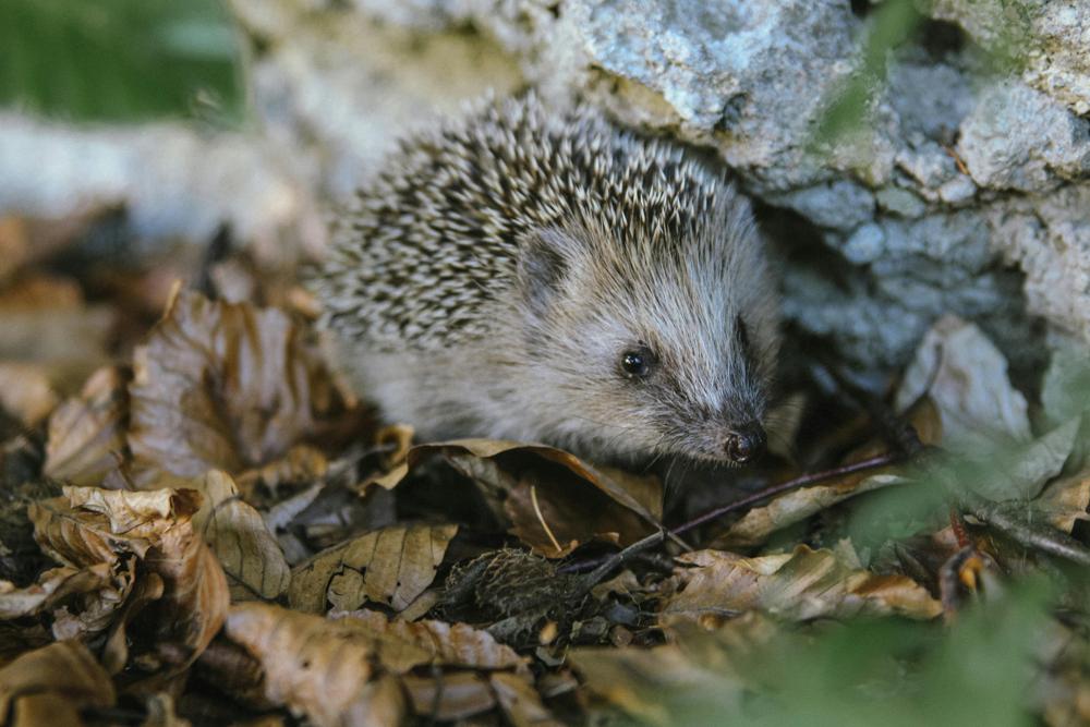 Wild hedgehog