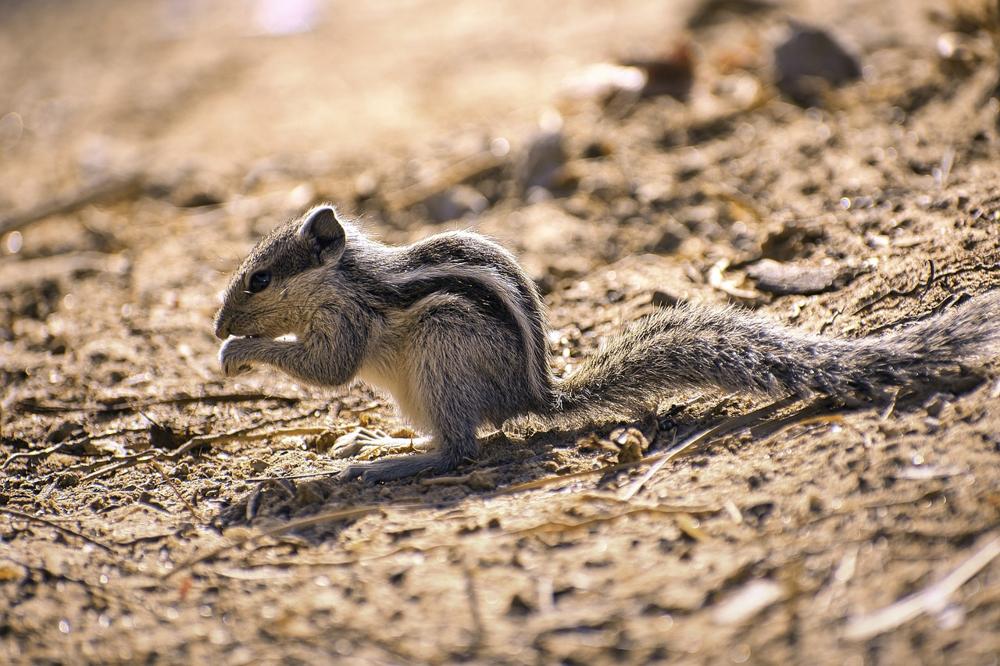 Winter squirrel