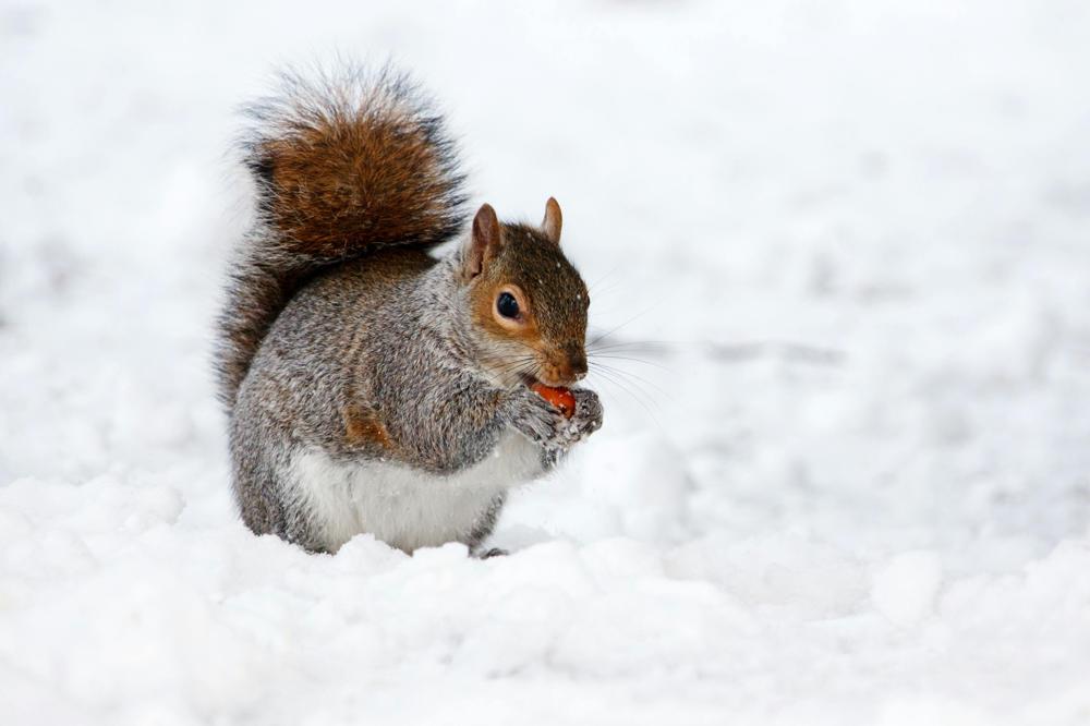 Winter squirrel