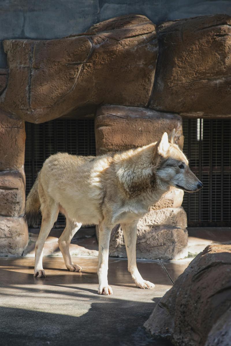 Wolf wildlife