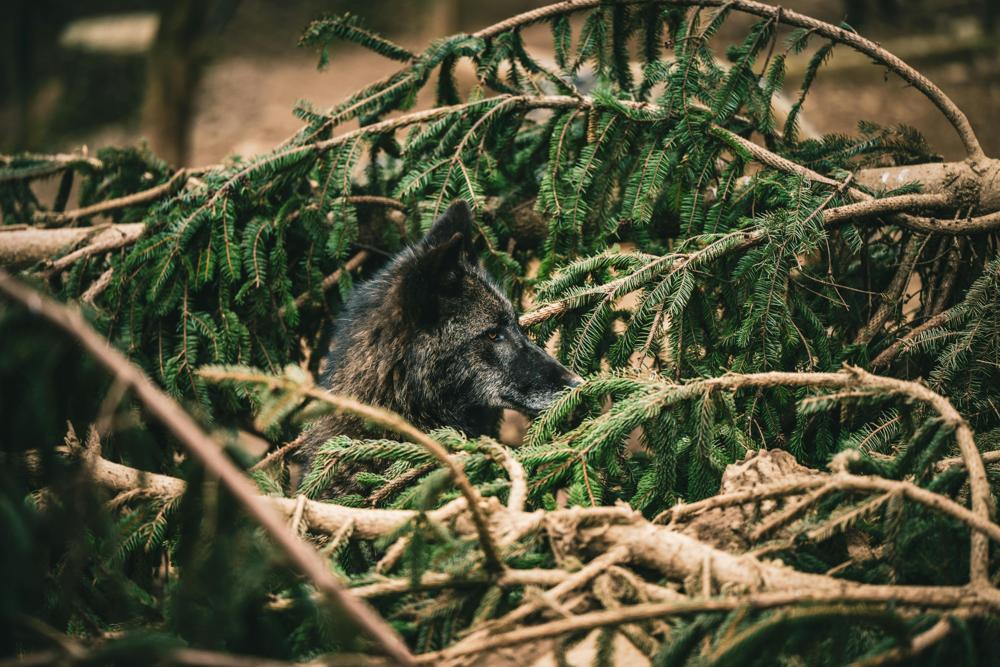 Wolf wildlife