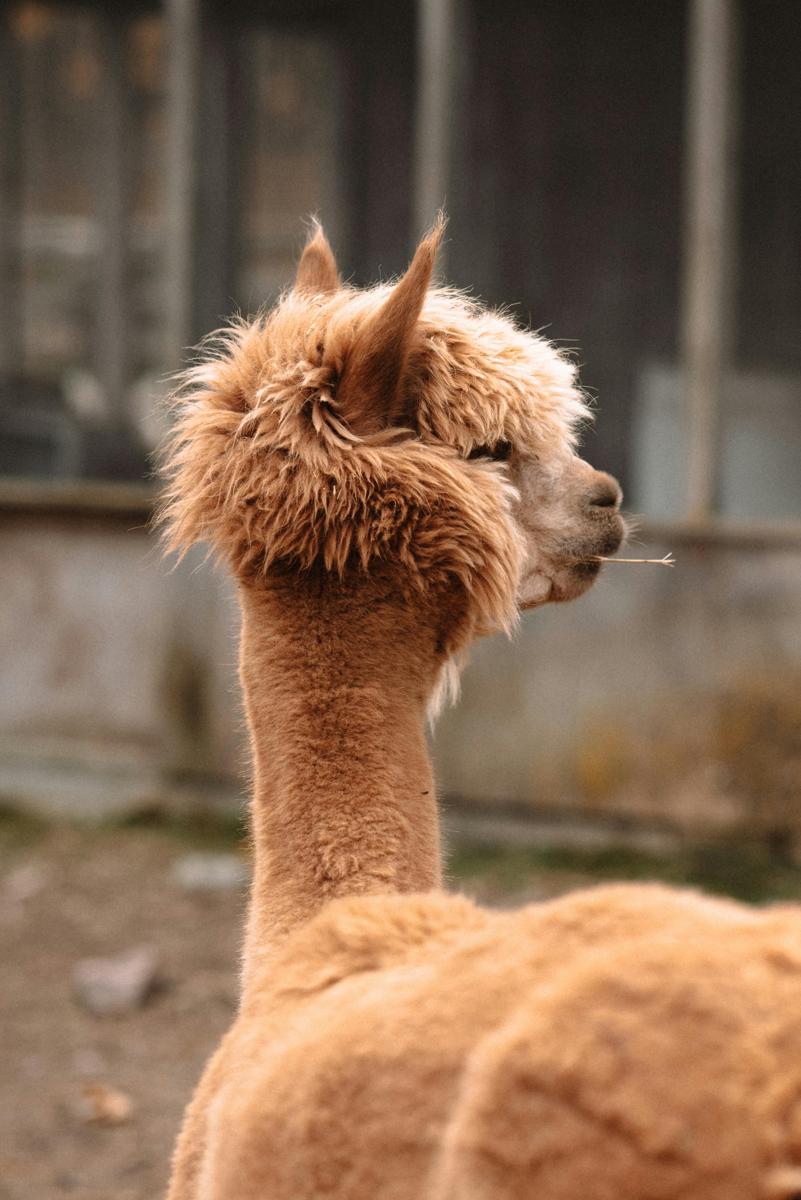 alpaca field
