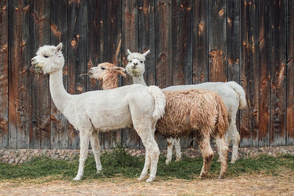 alpaca field