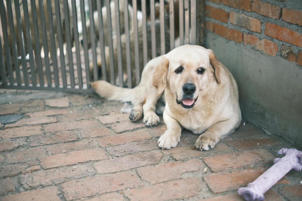 animal adoption