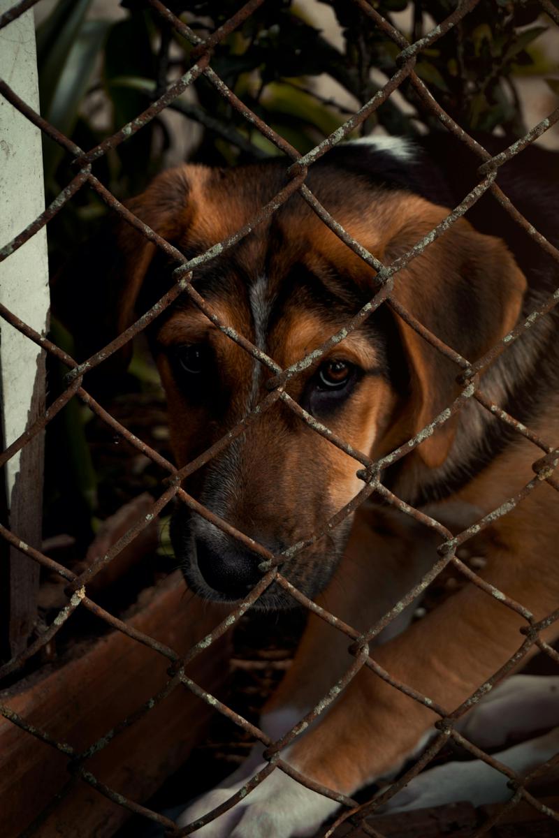 animal adoption