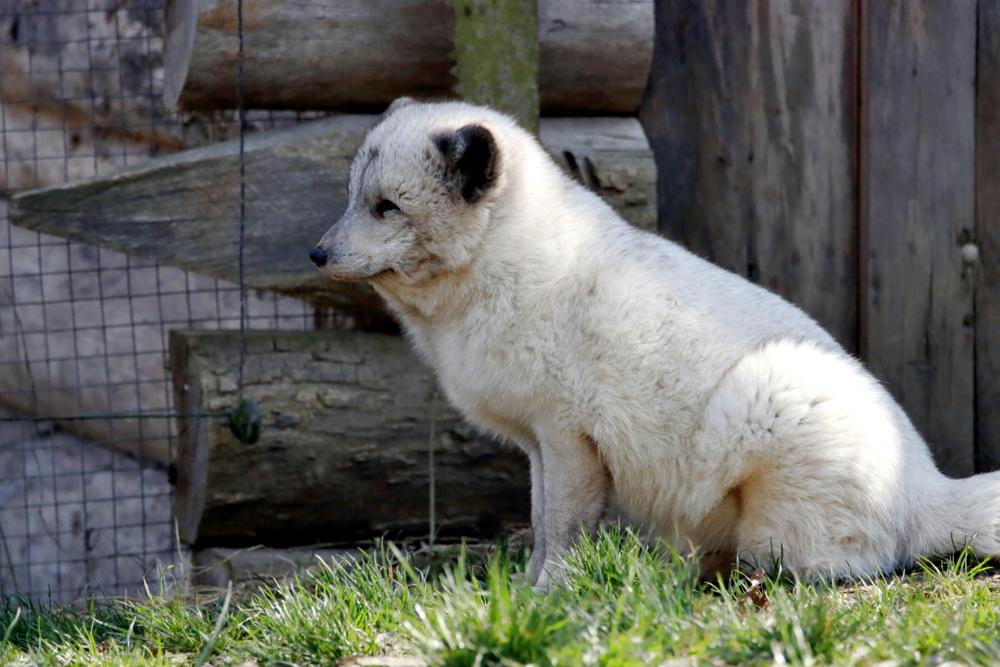 arctic fox
