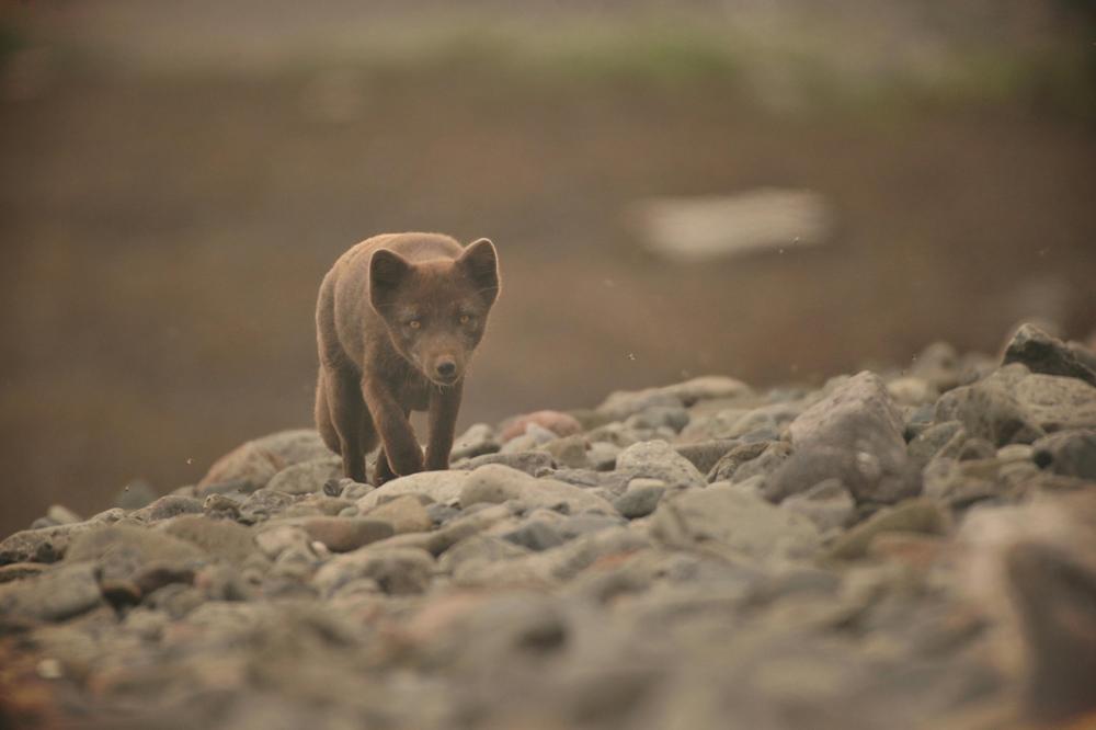 arctic fox