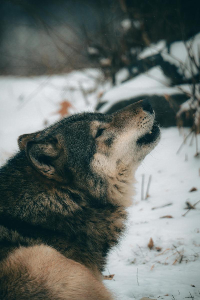 arctic wildlife