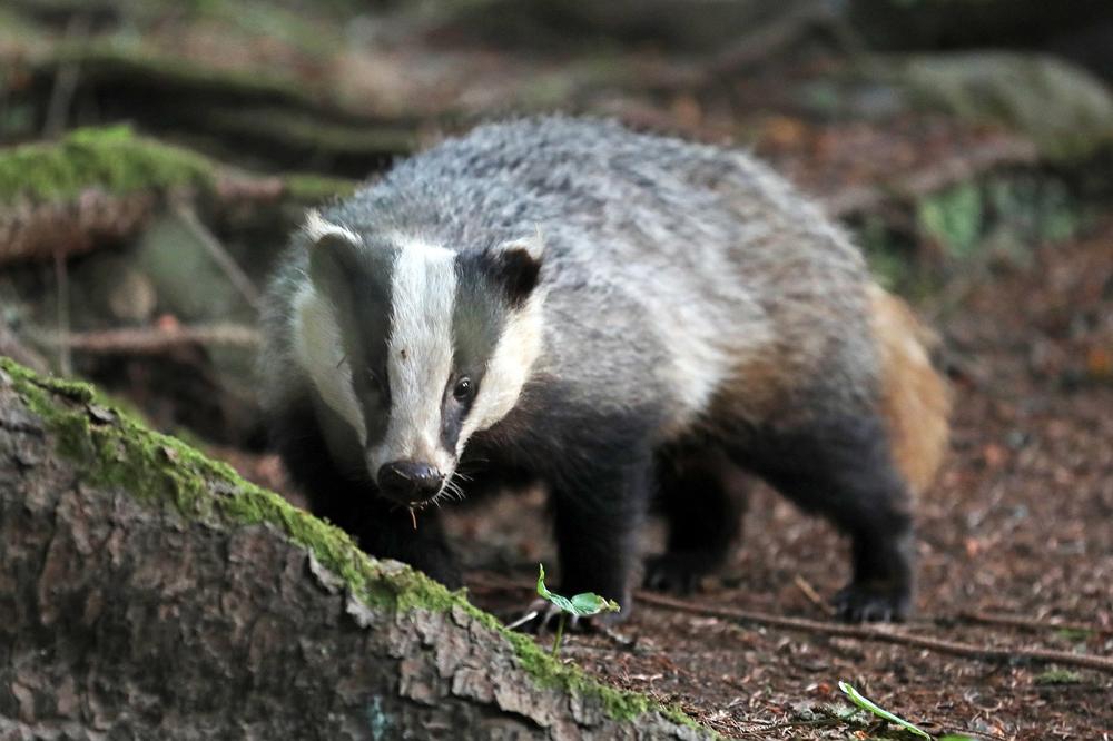 badger burrow