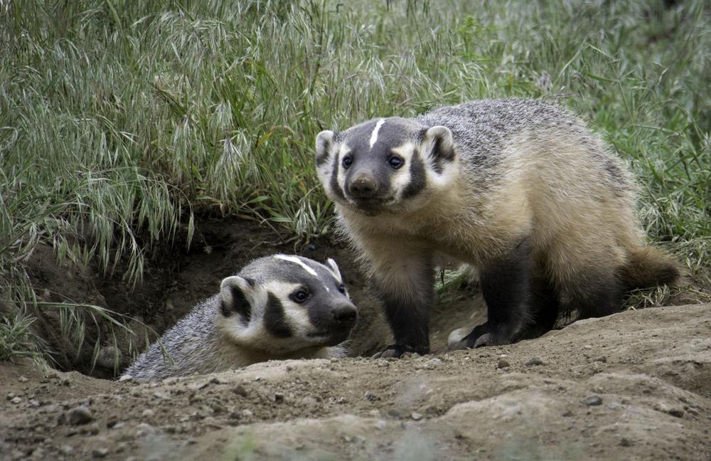 badger burrow