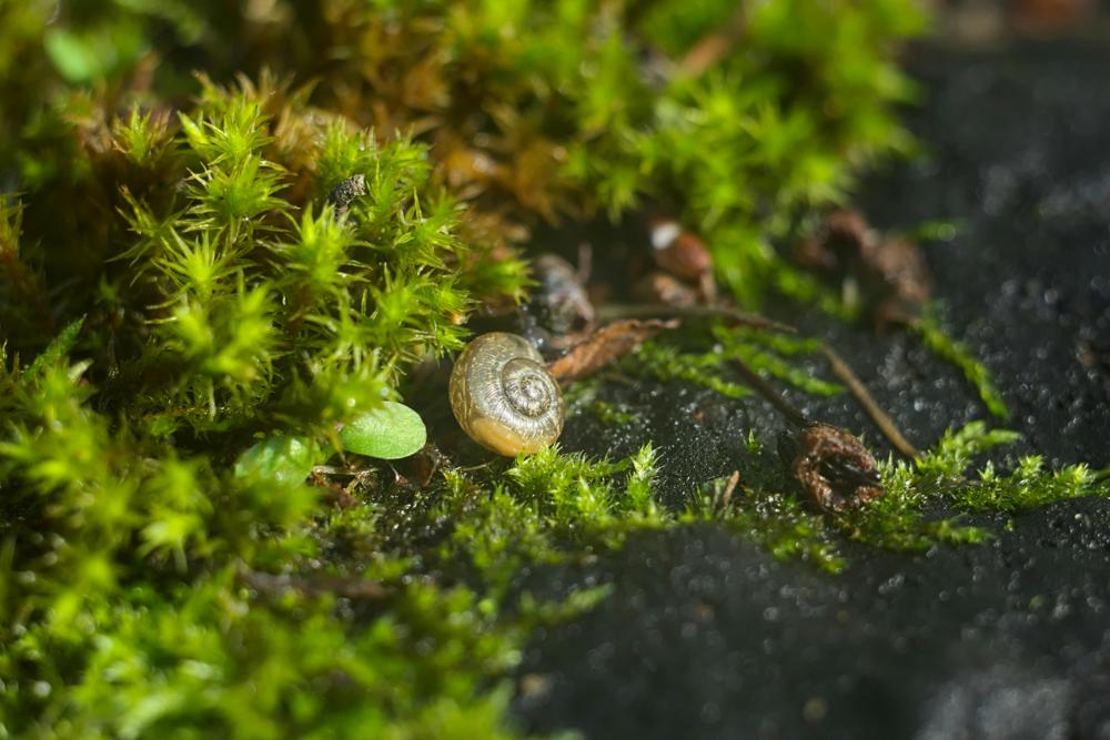 biodiverse forest