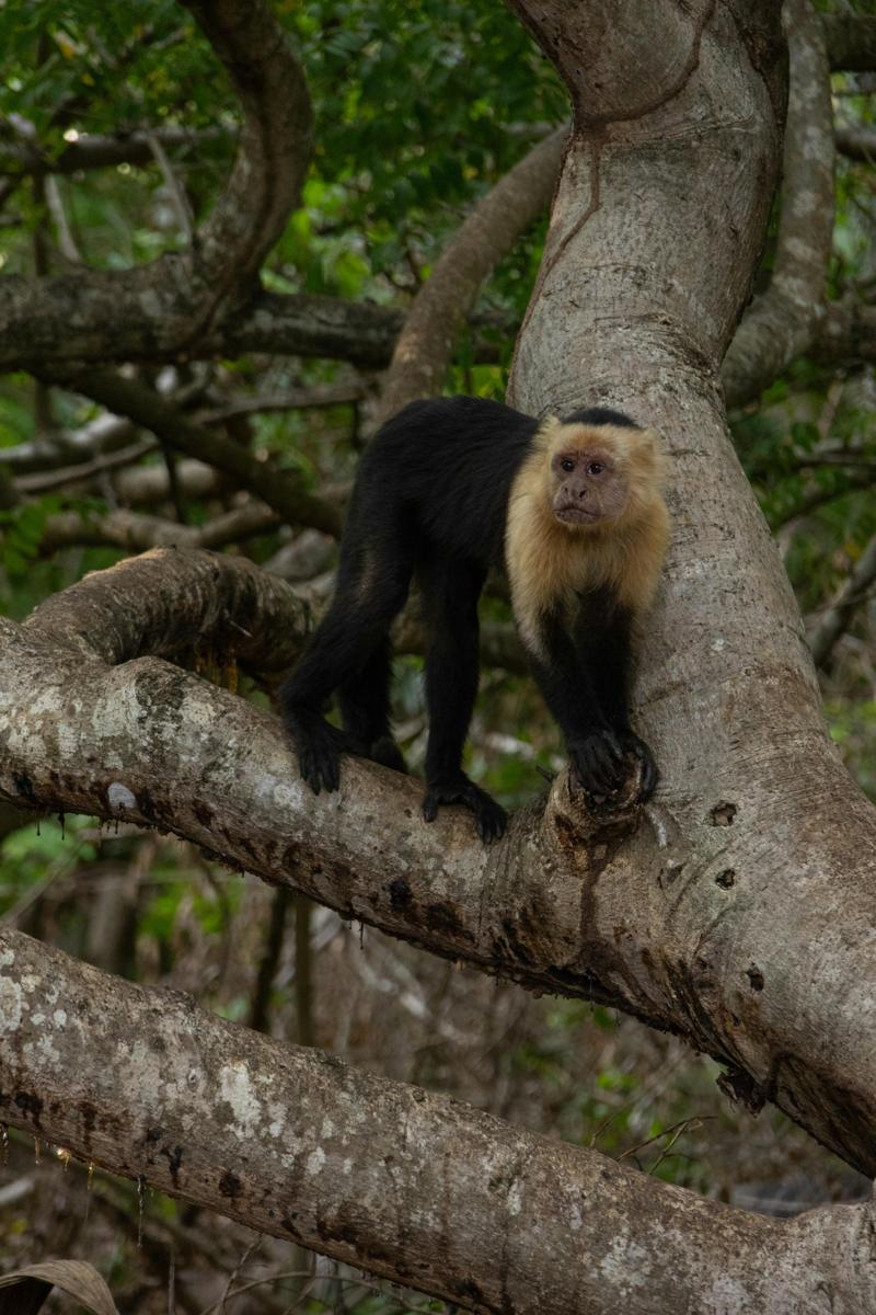 capuchin monkey