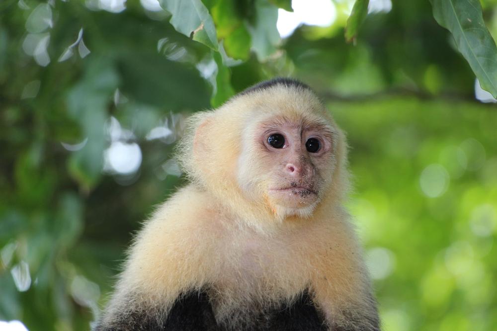 capuchin monkey