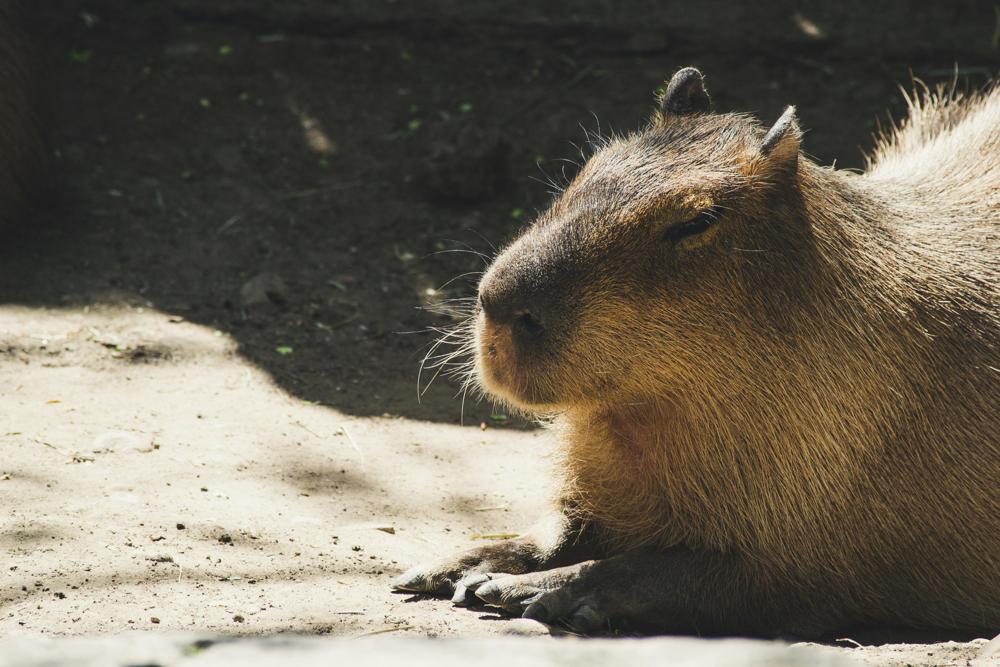capybara habitat