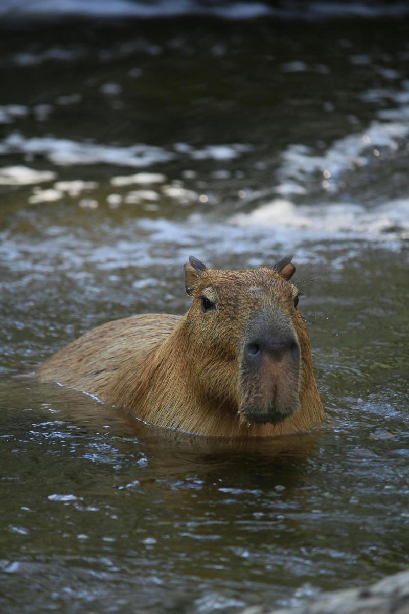 capybara habitat