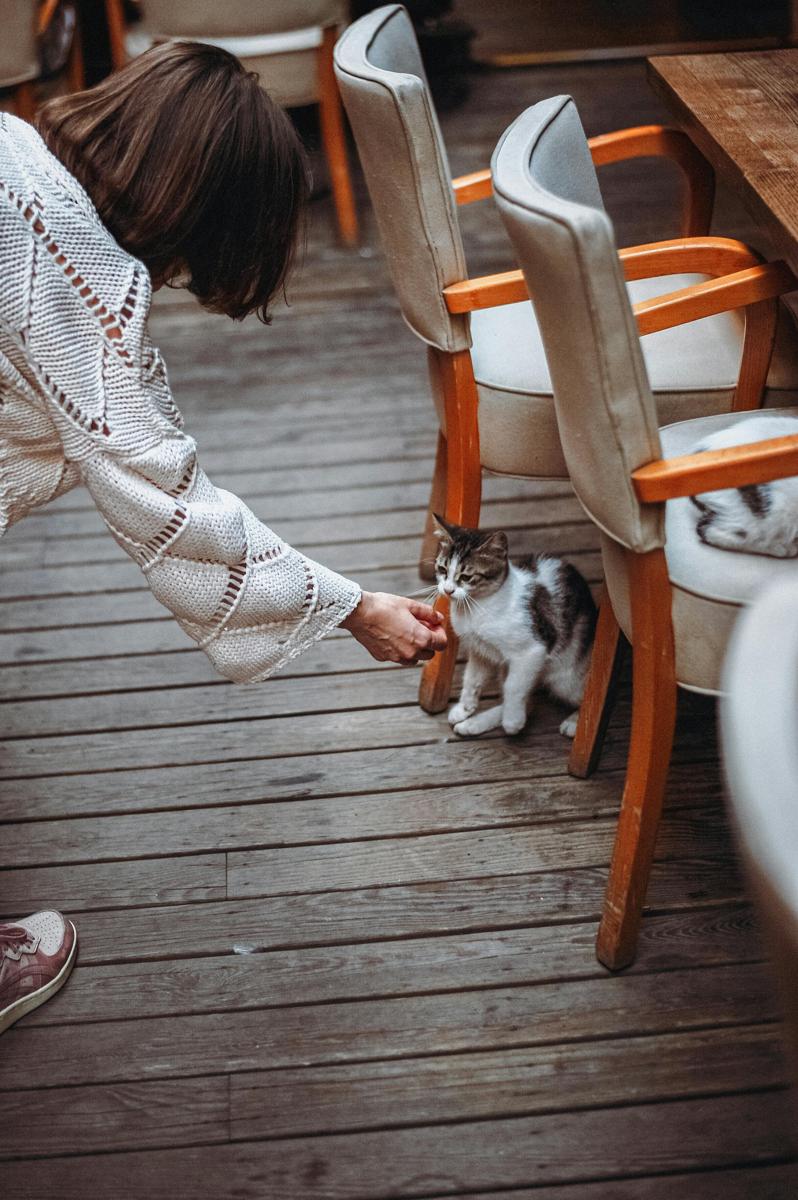 cat feeding