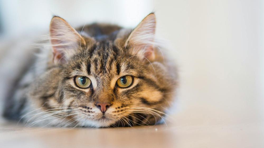 cozy cat
