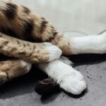 Ile trwa ciąża u psów: co powinieneś wiedzieć?