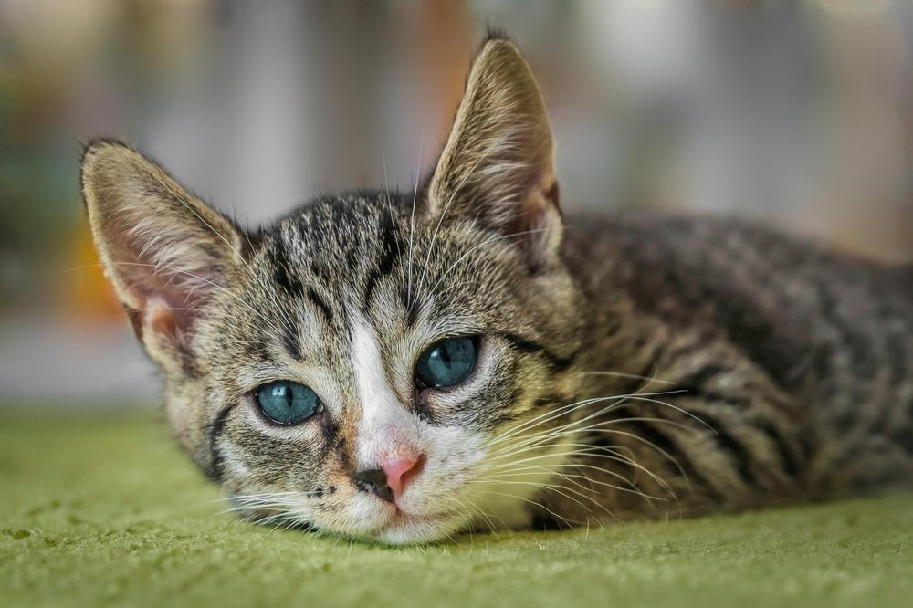 cozy cat