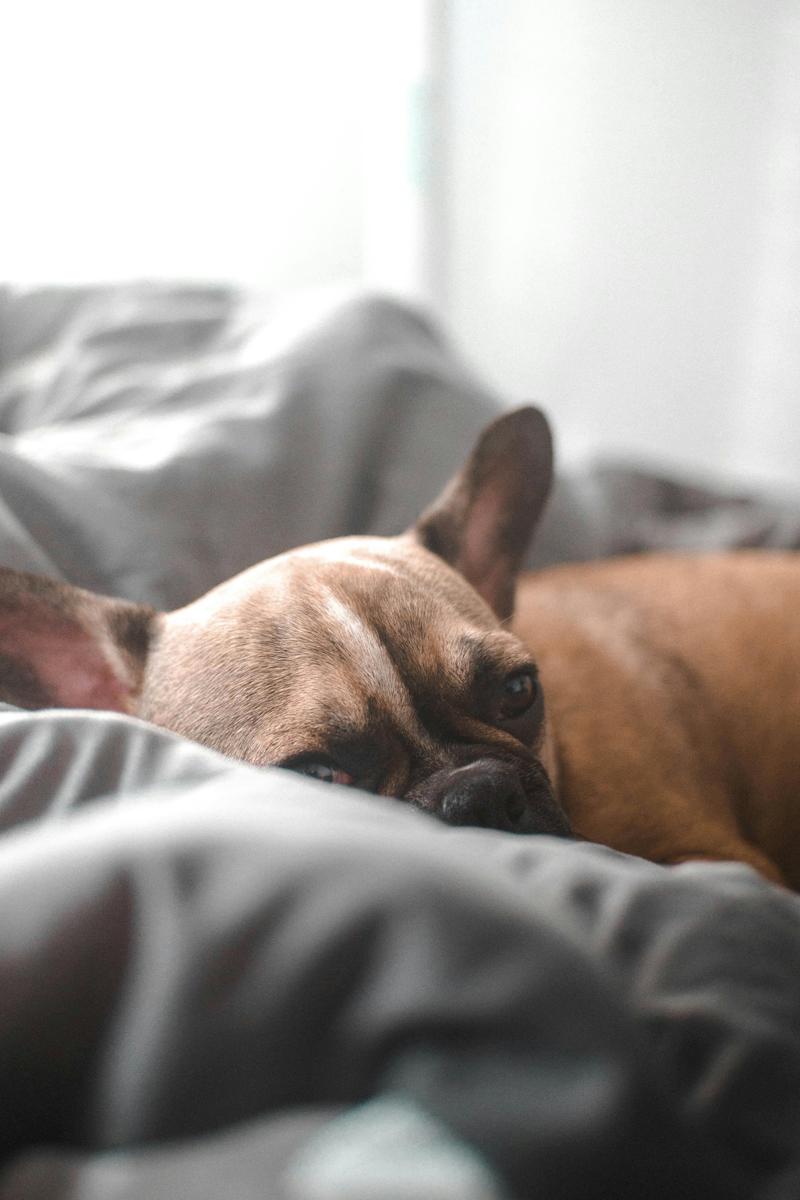 cozy dog bed