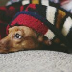 Jakie ptaki odlatują na zimę i dlaczego wybierają ciepłe kraje?