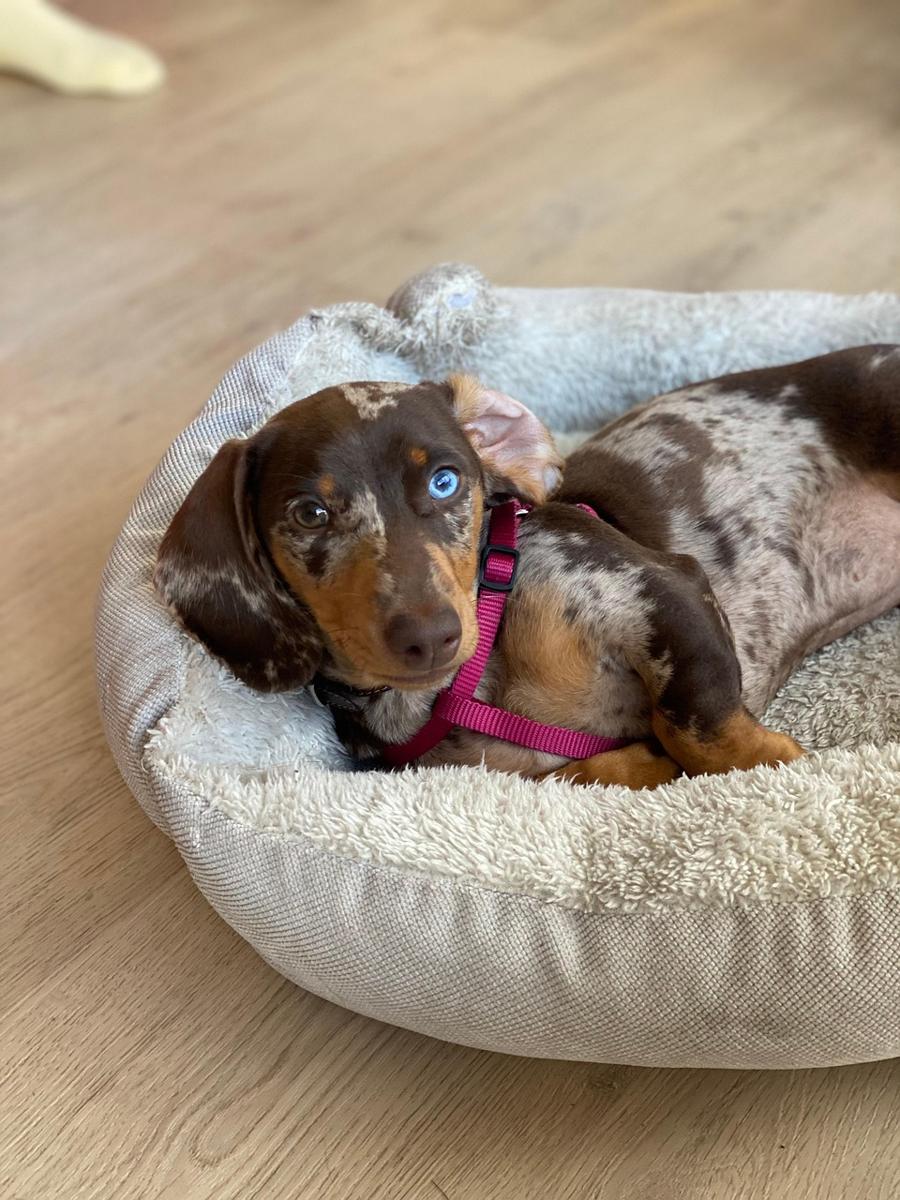 cozy dog bed