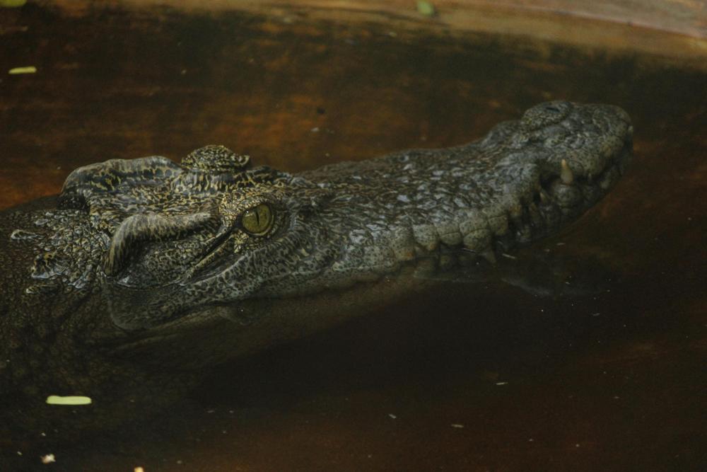 crocodile jaws