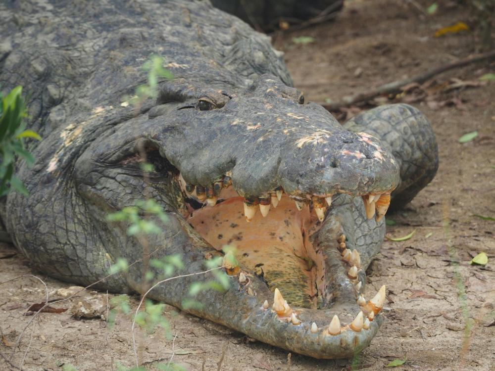 crocodile jaws