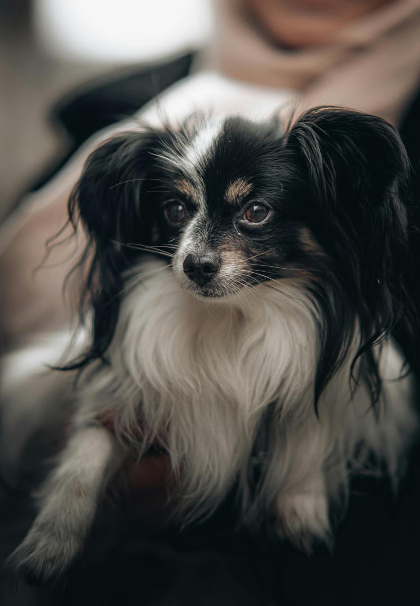 dog microchip