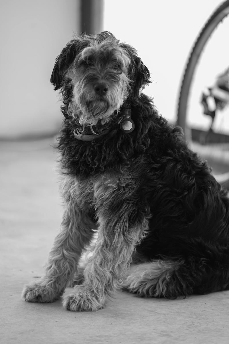 dog microchip