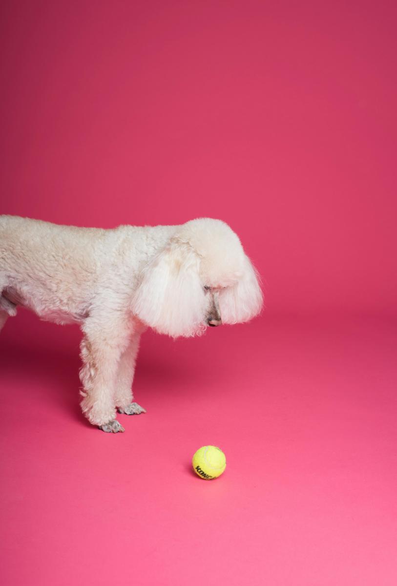 dog training