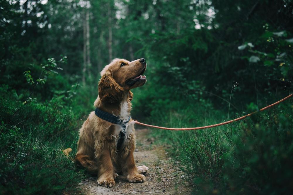 dog training