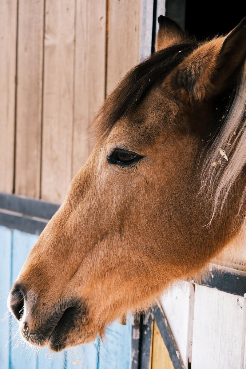 drawing horse