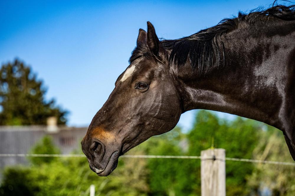 drawing horse